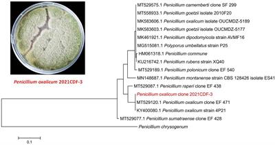 Polyketides isolated from an endophyte Penicillium oxalicum 2021CDF-3 inhibit pancreatic tumor growth